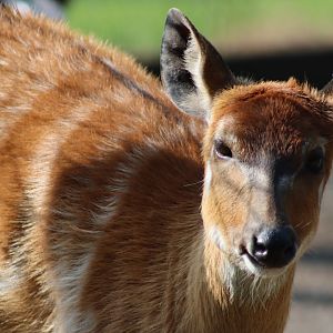 Western sitatunga - 27 June 2021