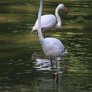 Greater flamingo - 27 June 2021
