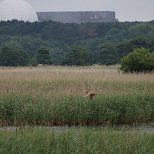 Eurasian bittern and power station - 29 June 2021, RSPB Minsmere