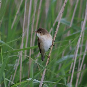 Eurasian reed warbler - 29 June 2021, RSPB Minsmere