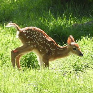 White-tailed Deer (Odocoileus virginianus) fawn
