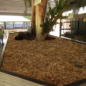 Domestic Rabbit exhibit (no barriers)
