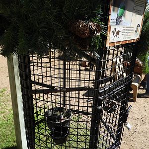 Asian Emerald Dove exhibit