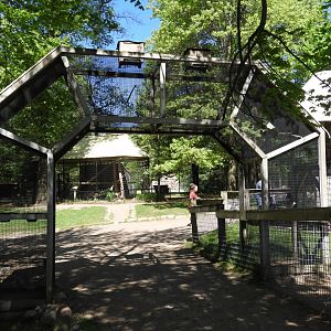 Western Rosella exhibit