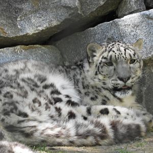 Snow Leopard (Panthera uncia)