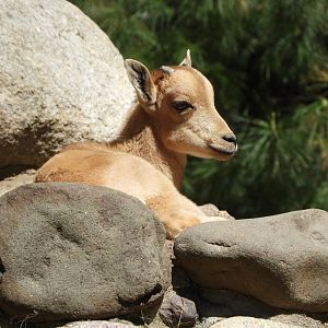 Aoudad (Ammotragus lervia) kid