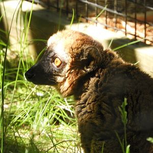 Common Brown Lemur (Eulemur fulvus)