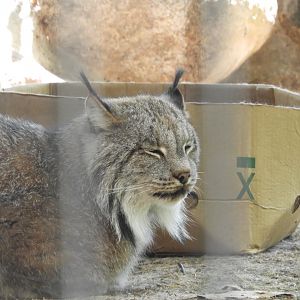 Canada Lynx (Lynx canadensis)