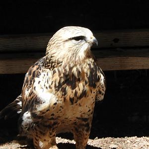 Broad-winged Hawk (Buteo platypterus)