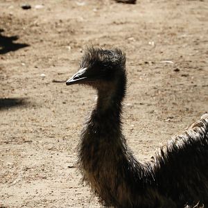Emu (Dromaius novaehollandiae)