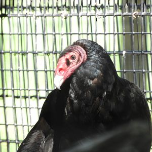 Turkey Vulture (Cathartes aura)