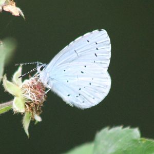 Holly blue - Celastrina argiolus