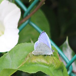 Holly blue - Celastrina argiolus