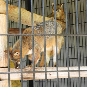 Gray Fox (Urocyon cinereoargenteus) climbing