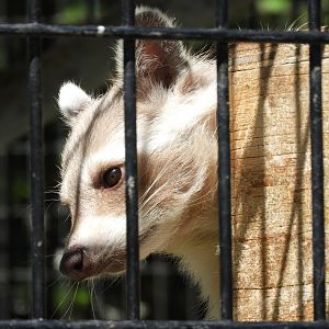 Northern Raccoon (Procyon lotor)