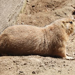 Black-tailed Prairie Dog (Cynomys ludovicianus)