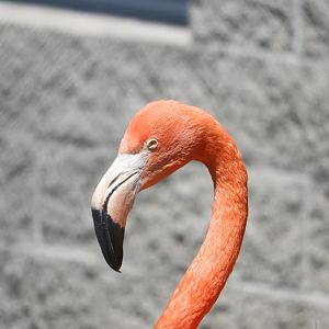 American Flamingo (Phoenicopterus ruber)