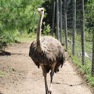Common Ostrich (Struthio camelus)