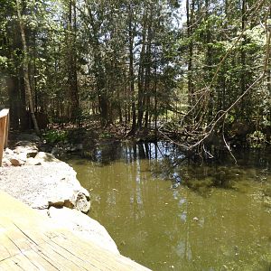 Capybara/Black Swan exhibit
