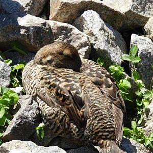 Common Eider (Somateria mollissima)