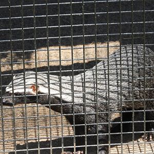 Greater Grison (Galictis vittata)