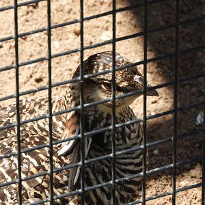 Greater Prairie-Chicken (Tympanuchus cupido)