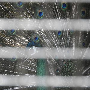 Green Peafowl (Pavo muticus) male displaying