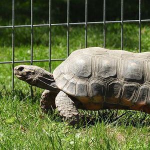 Red-footed Tortoise (Chelonoidis carbonarius)