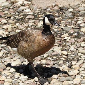 Cackling Goose (Branta hutchinsii)