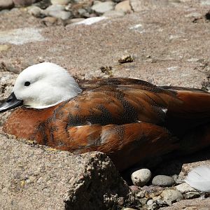 Paradise Shelduck (Tadorna variegata)