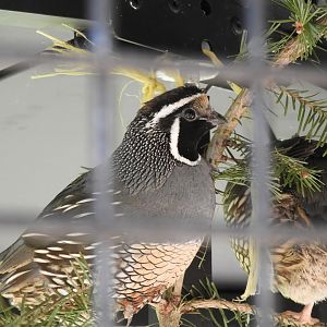 California Quail (Callipepla californica)