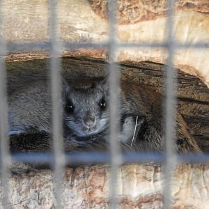 Southern Flying Squirrel (Glaucomys volans)