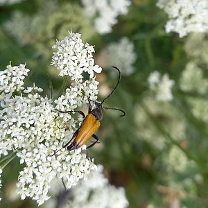 Long-horned beetle - Stictoleptura ( Paracorymbia ) fulva