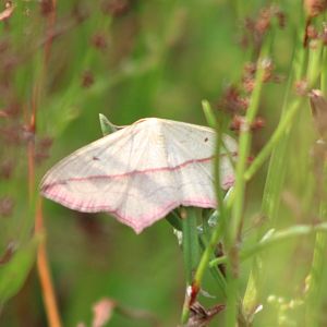 Blood-vein - Timandra comae