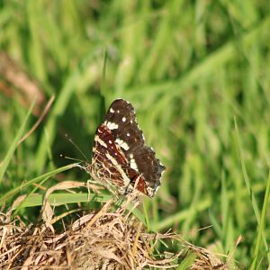 Map - Araschnia levana - summer-generation