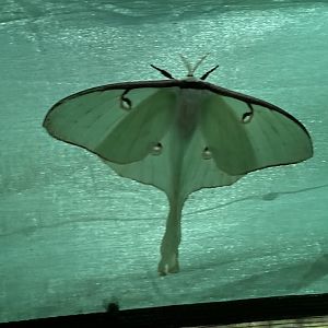Luna Moth
