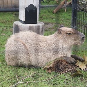 Animal Encounters Village - Capybara