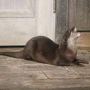 Animal Encounters Village - Asian Small-Clawed Otter