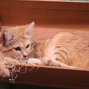 Animal Encounters Village - Sand Cat