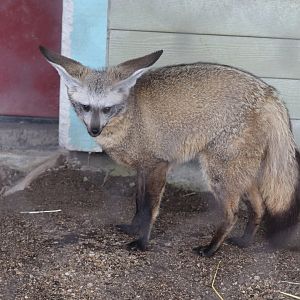 Animal Encounters Village - Bat-Eared Fox