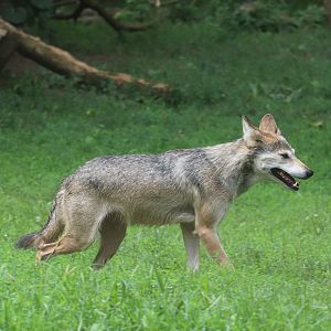 North America - Mexican Gray Wolf