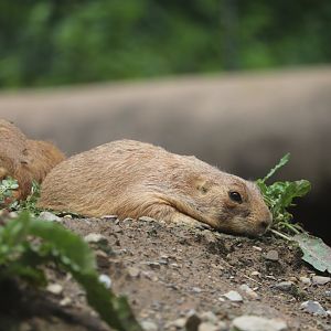 North America - Black-Tailed Prairie Dog