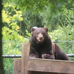 North America - Black Bear