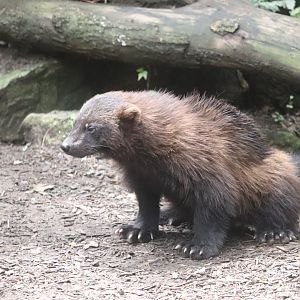 North America - Wolverine