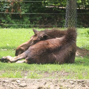 North America - Moose