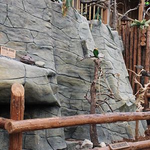 Enclosure White-bellied parrot - Cane toad