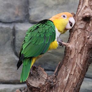 White-bellied parrot