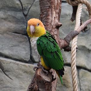 White-bellied parrot
