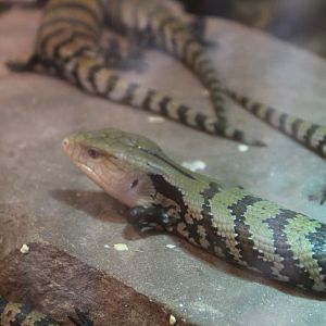 Merakue blue-tongued skinks - juveniles