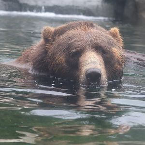 North America - Brown Bear